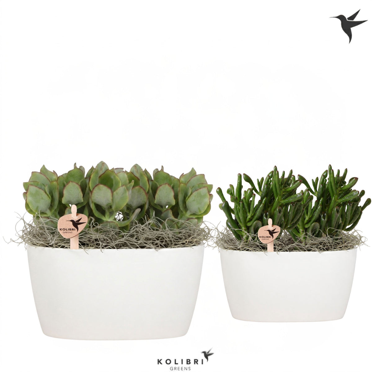 Succulent mix 22cm 18cm Pot