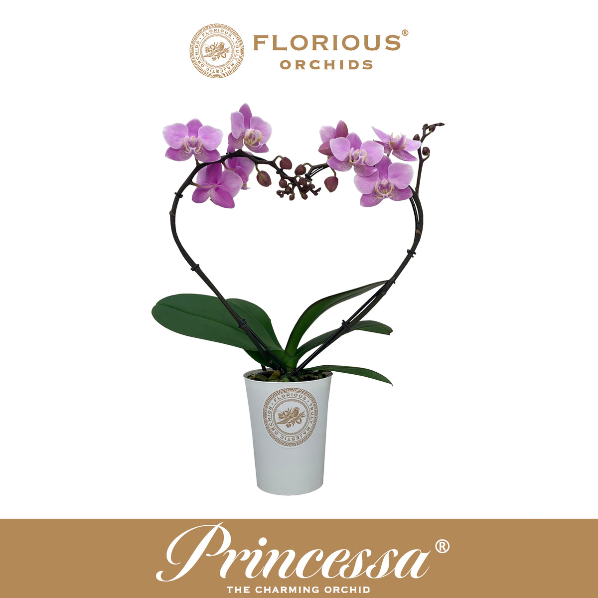 Phalaenopsis pink 40cm 9cm Pot