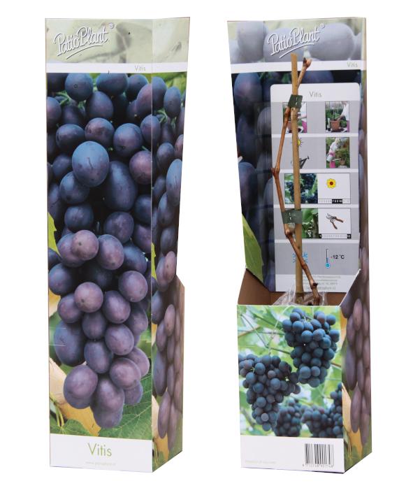 Vitis vinifera (White Grape) 30cm 510cm Pot