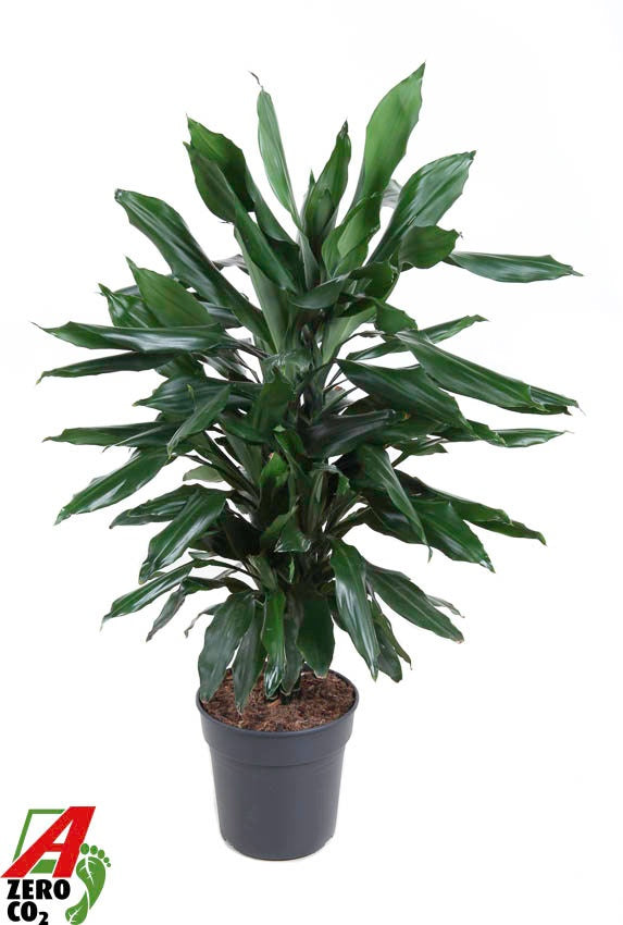 Dracaena frag. Janet Lind 100cm 21cm Pot