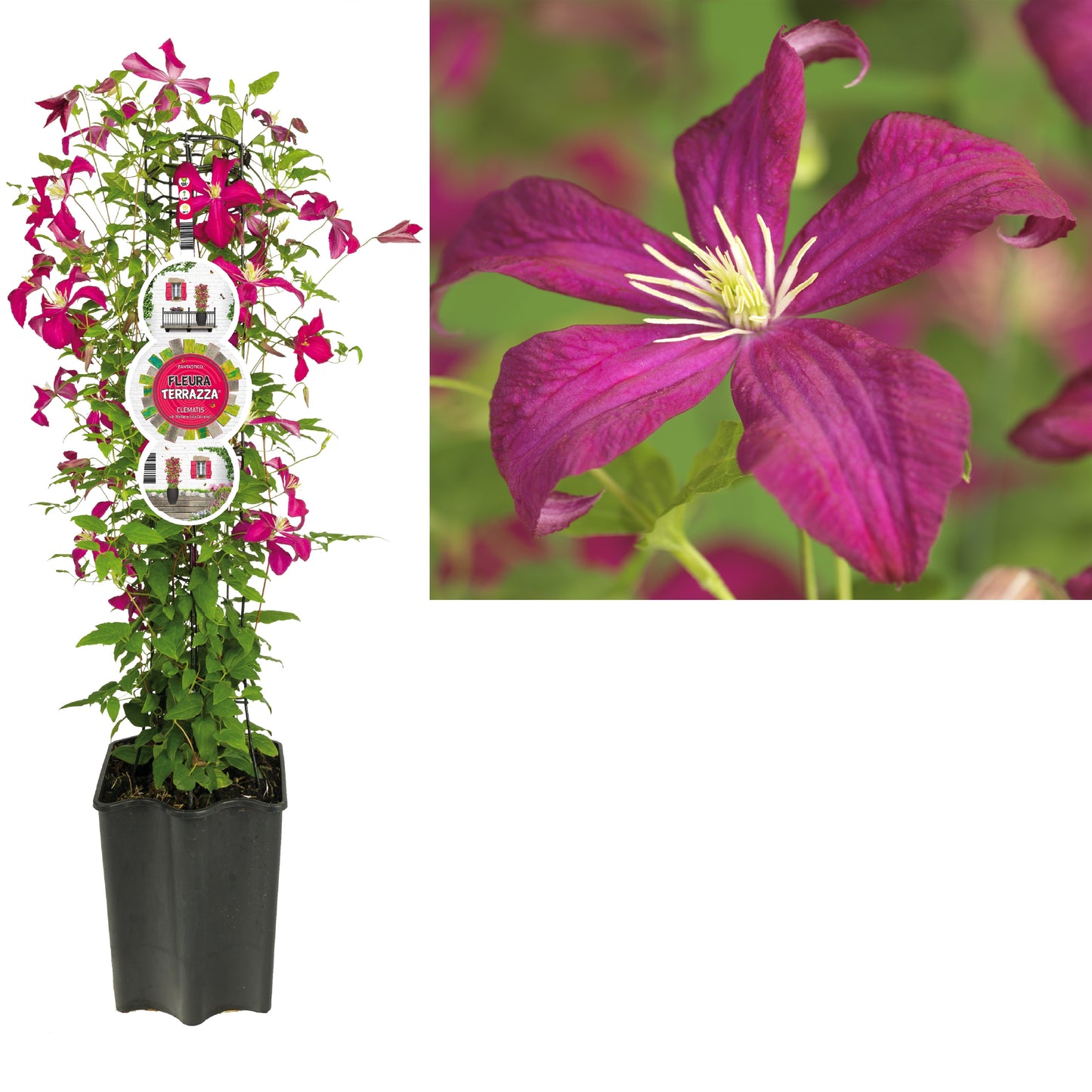 Clematis Madame Julia Correvon 75cm 19cm Pot