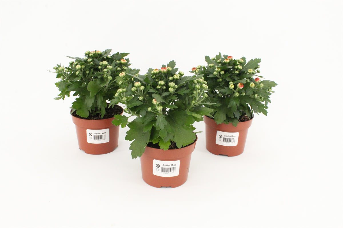 Chrysanthemum Gardenmum orange 15cm 10.5cm Pot