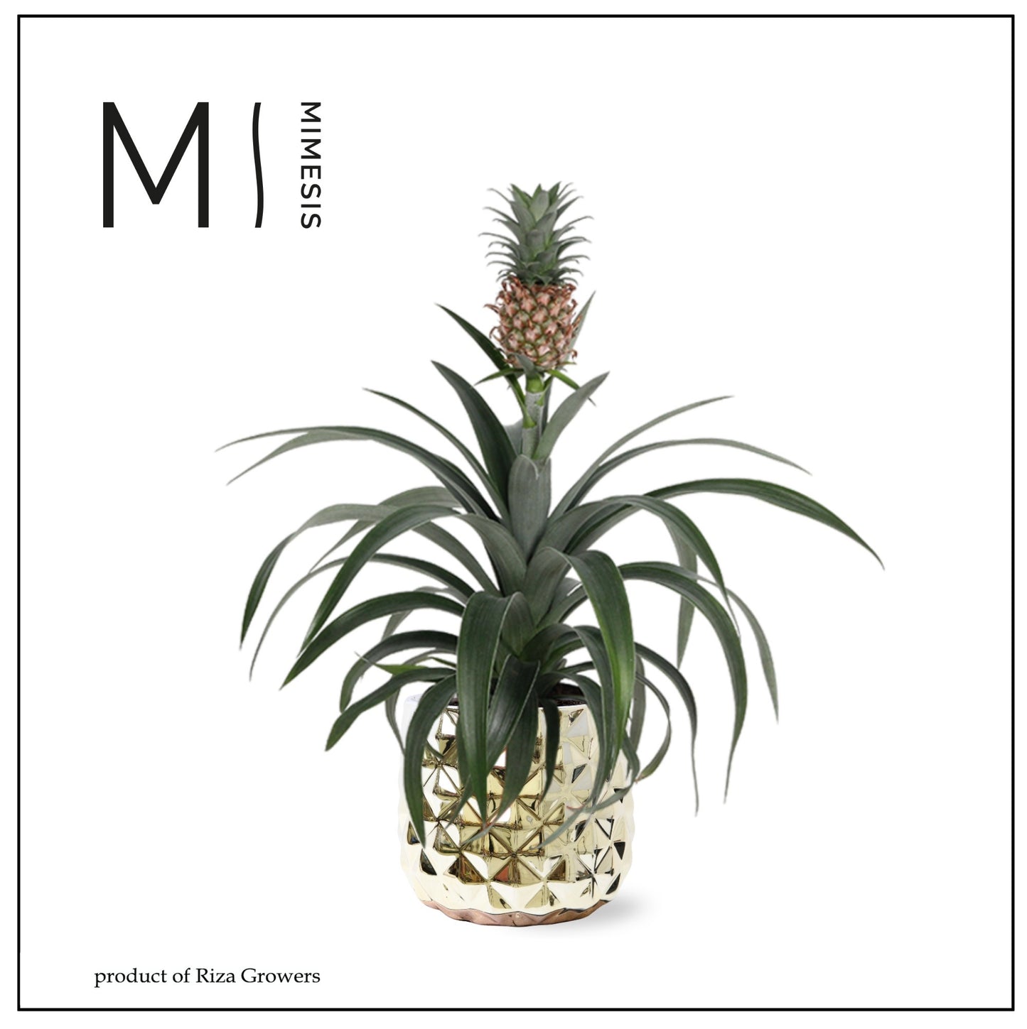 Riza Bromelia Specialist Ananas Mi Amigo Pack of 4