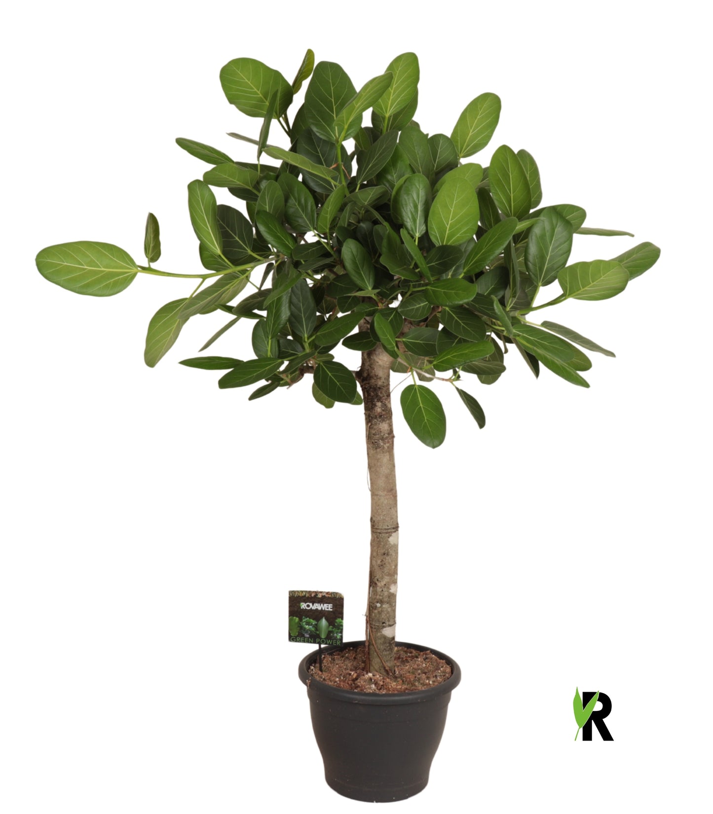 Ficus bengh. Audrey 140cm 34cm Pot