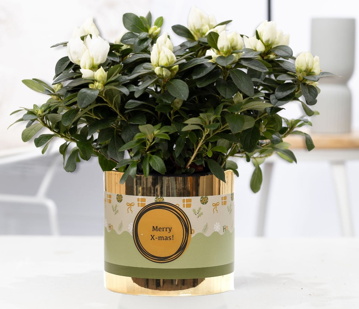 Rhododendron Vogel white 25cm 12cm Pot