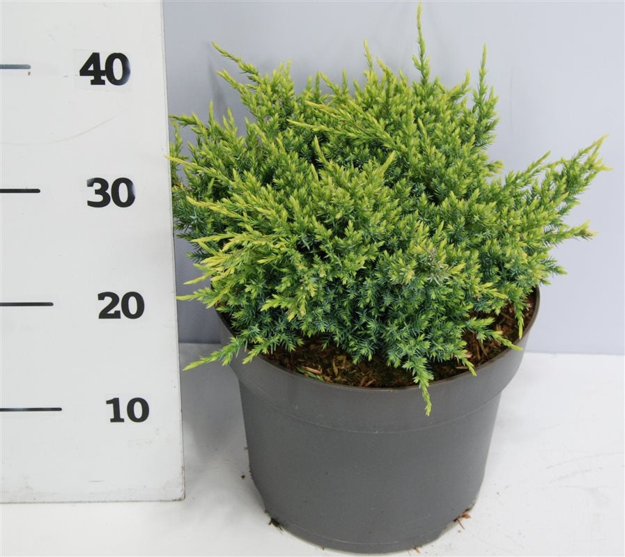 Juniperus Holger 35cm 23cm Pot
