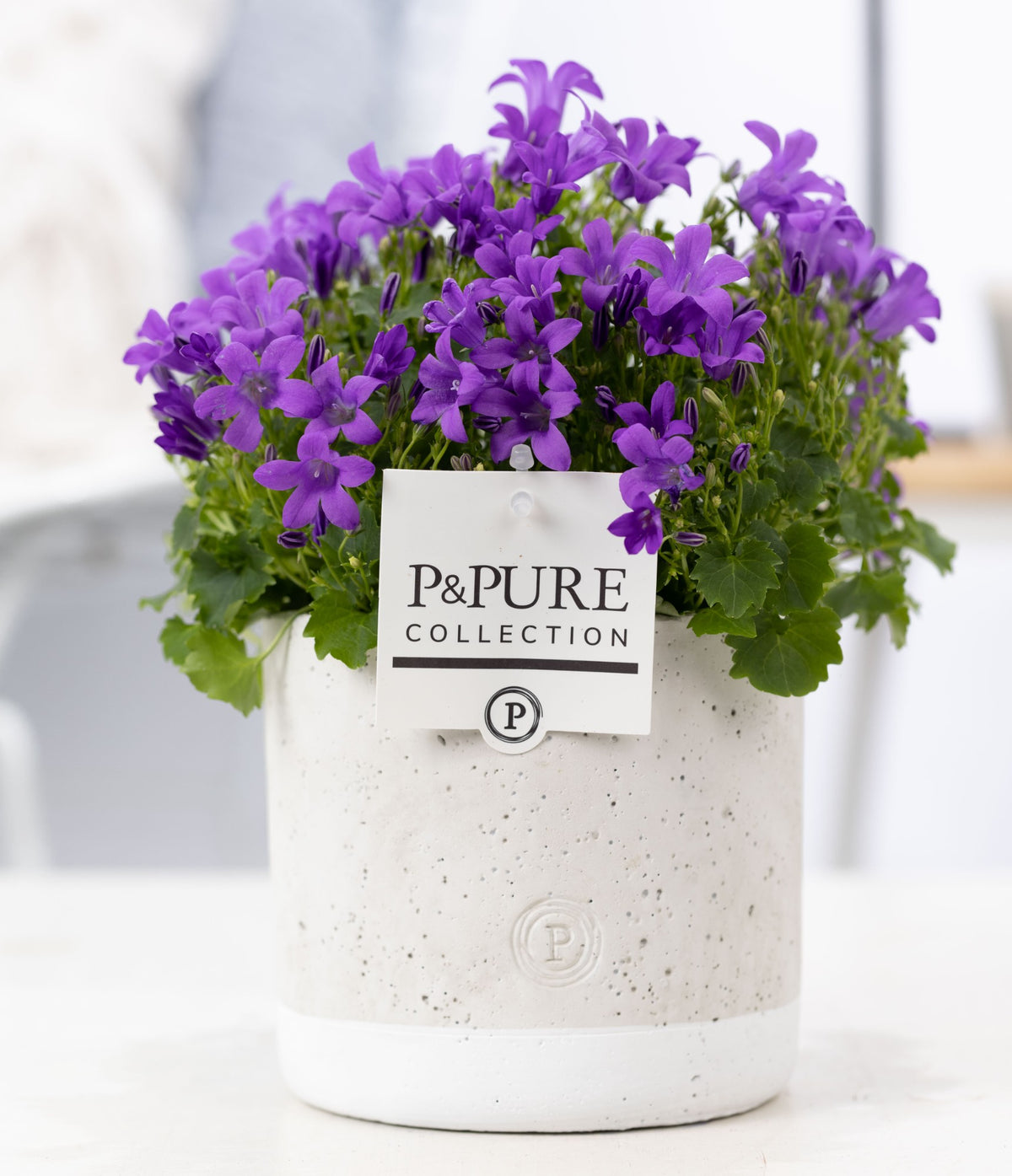 Campanula Porto 17cm 14cm Pot