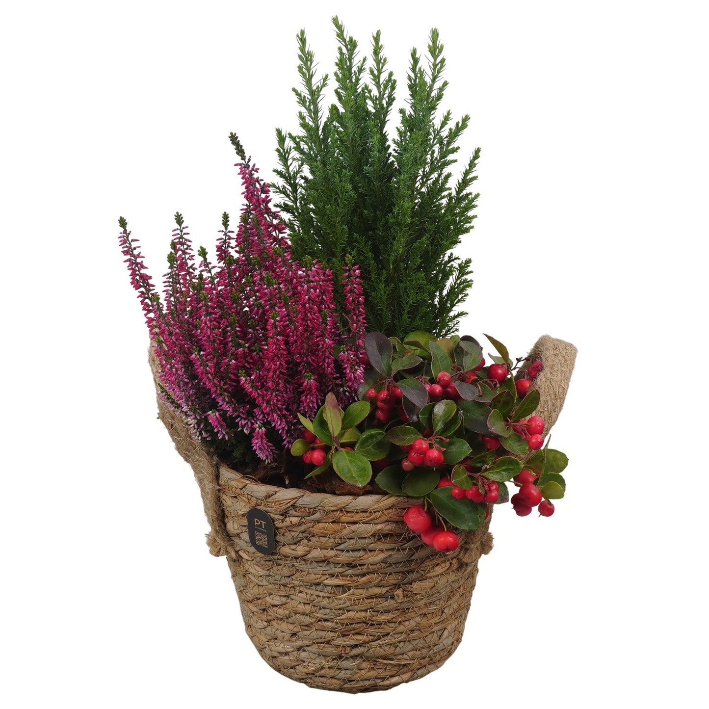 Outdoor arrangement 39cm 17cm Pot