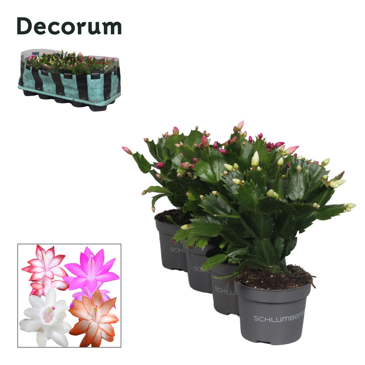 Hofland Flowering Plants Schlumbergera mix Pack of 10