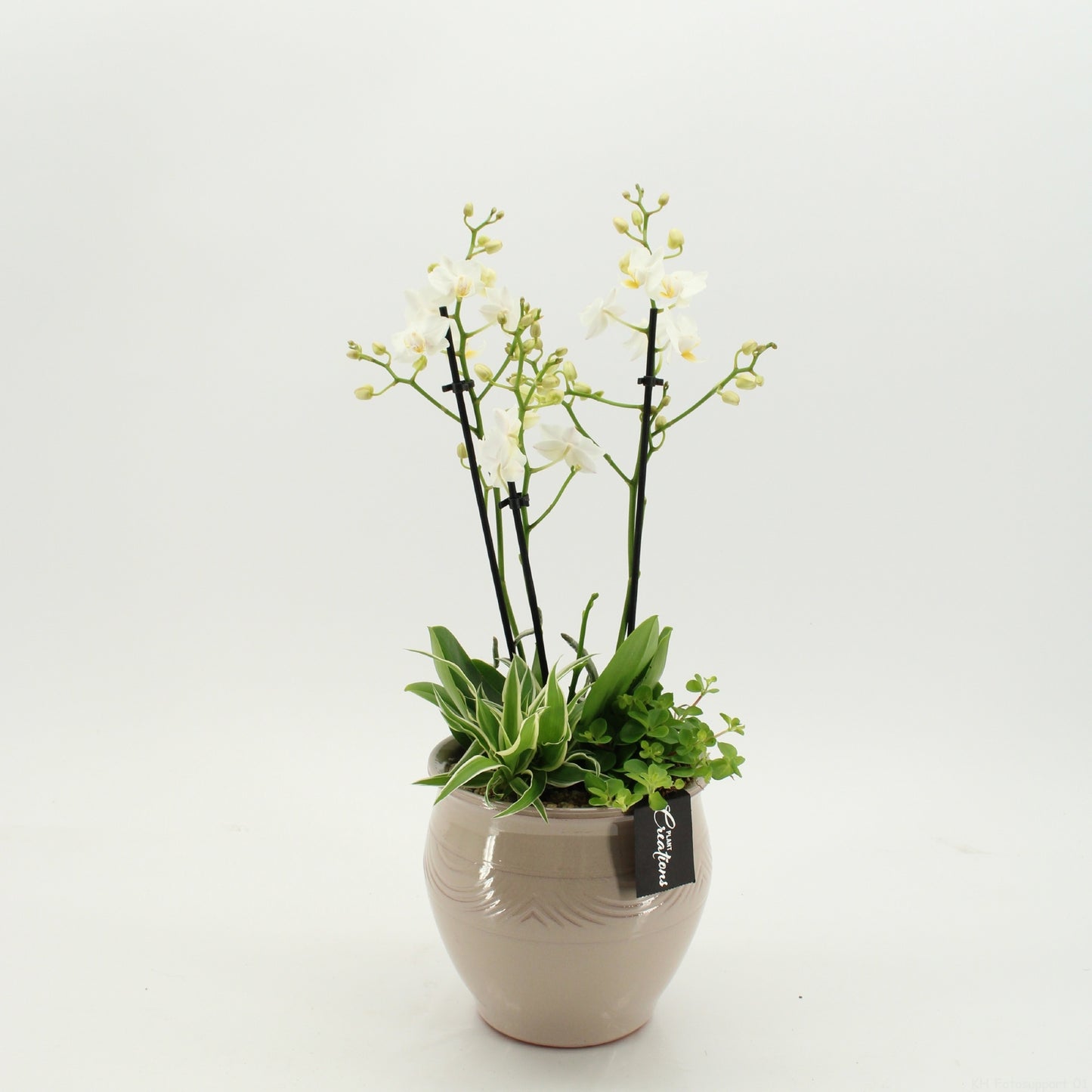 PHAL-2636 Phalaenopsis creatie 45cm 16cm Pot