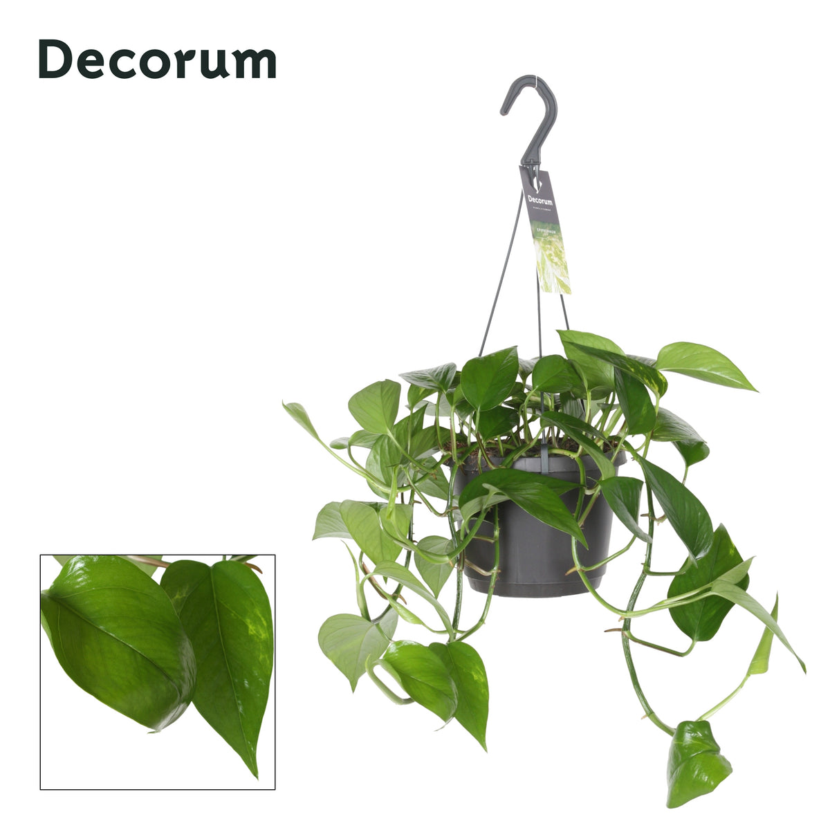 Epipremnum pinnatum 35cm 17cm Pot