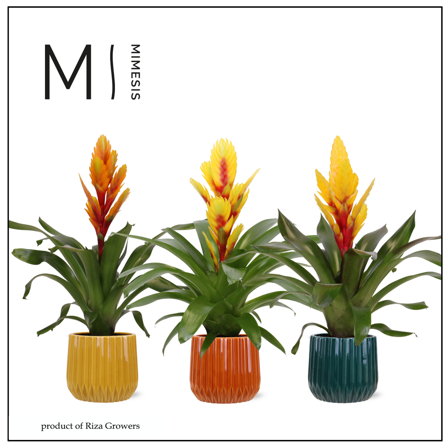 Riza Bromelia Specialist Vriesea mix Pack of 5