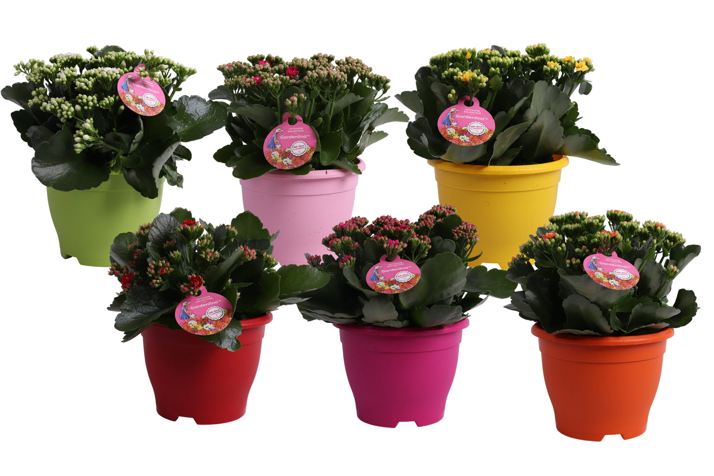 KP Holland Centraal Kalanchoe double Gardenlina mix Pack of 3