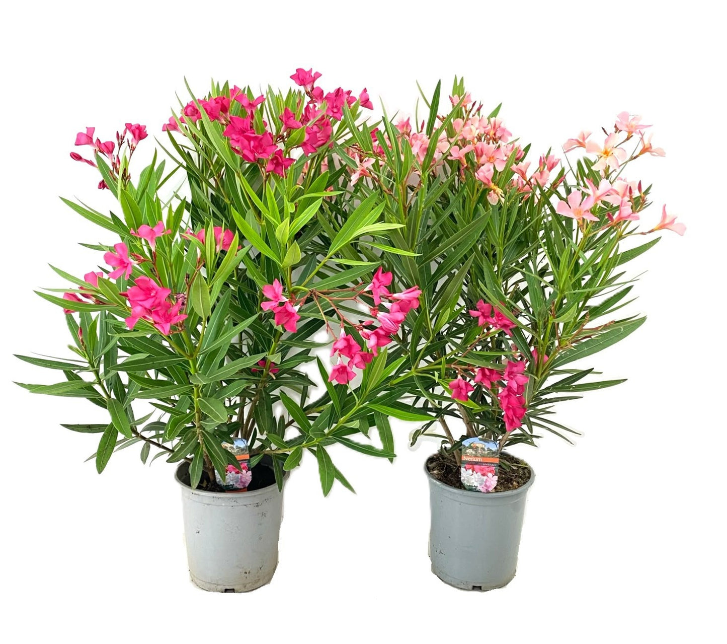 Nerium oleander mix 80cm 21cm Pot