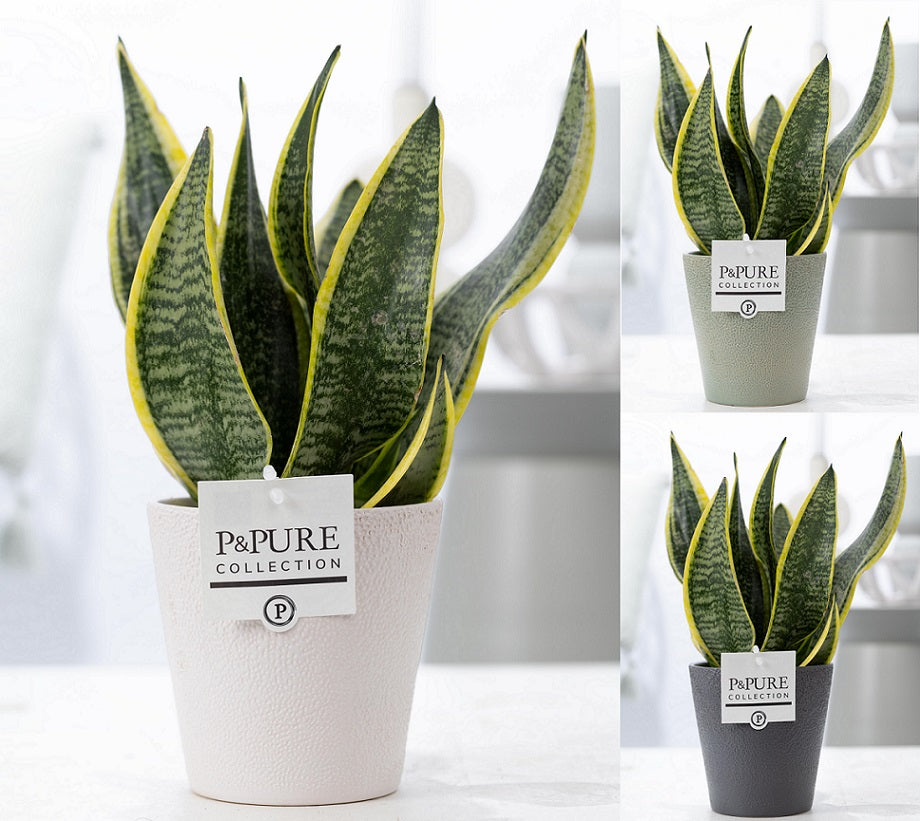 Sansevieria Futura Superba 30cm 12cm Pot