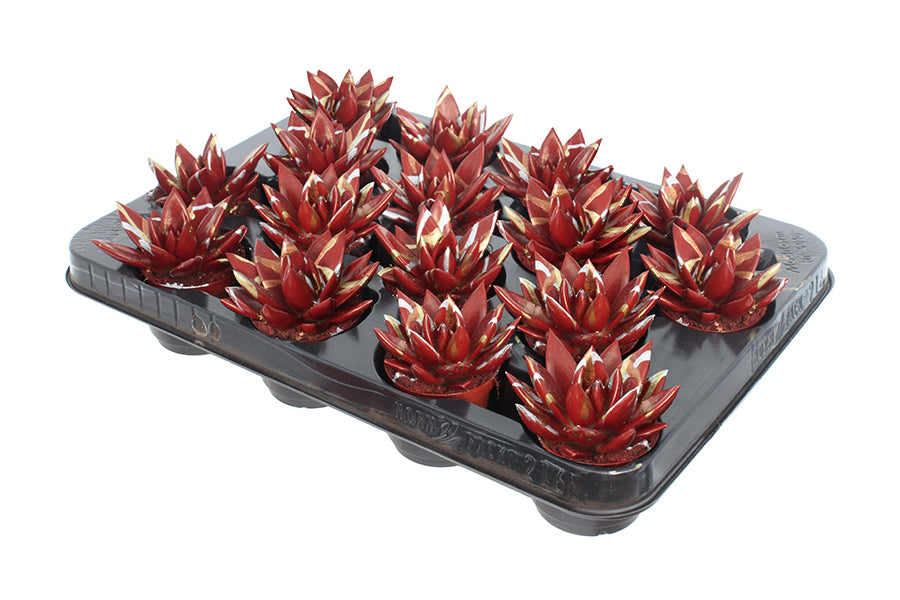 Echeveria coloured Splash red 8cm 6cm Pot