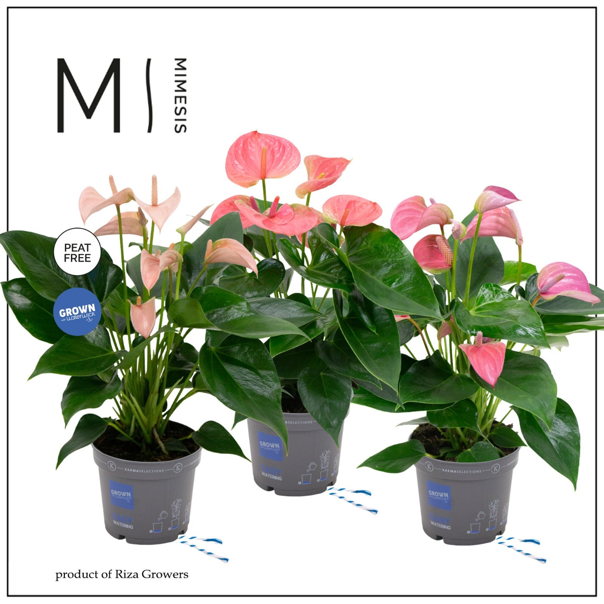 Anthurium mix 43cm 12cm Pot
