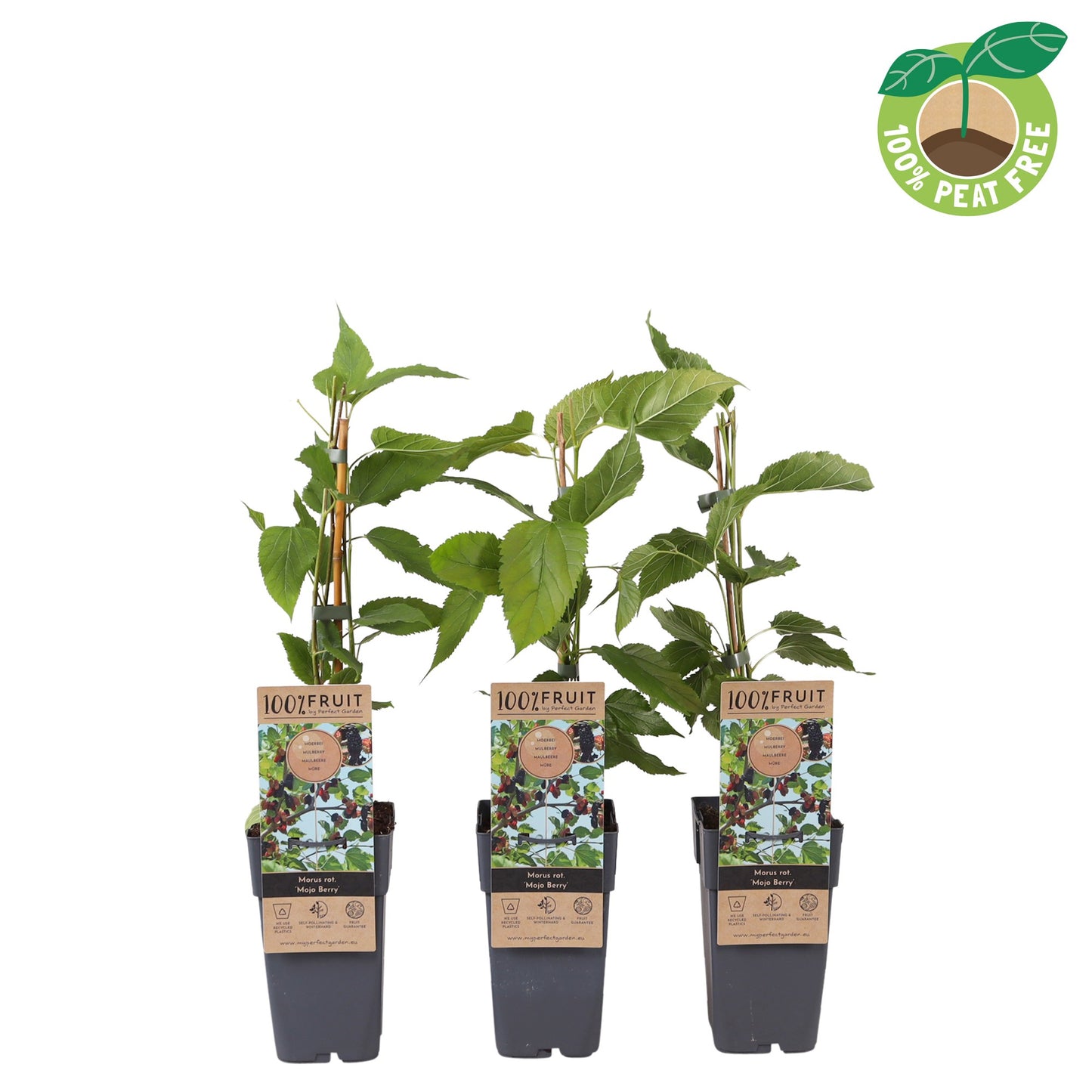 Morus Mojo Berry 50cm 15cm Pot
