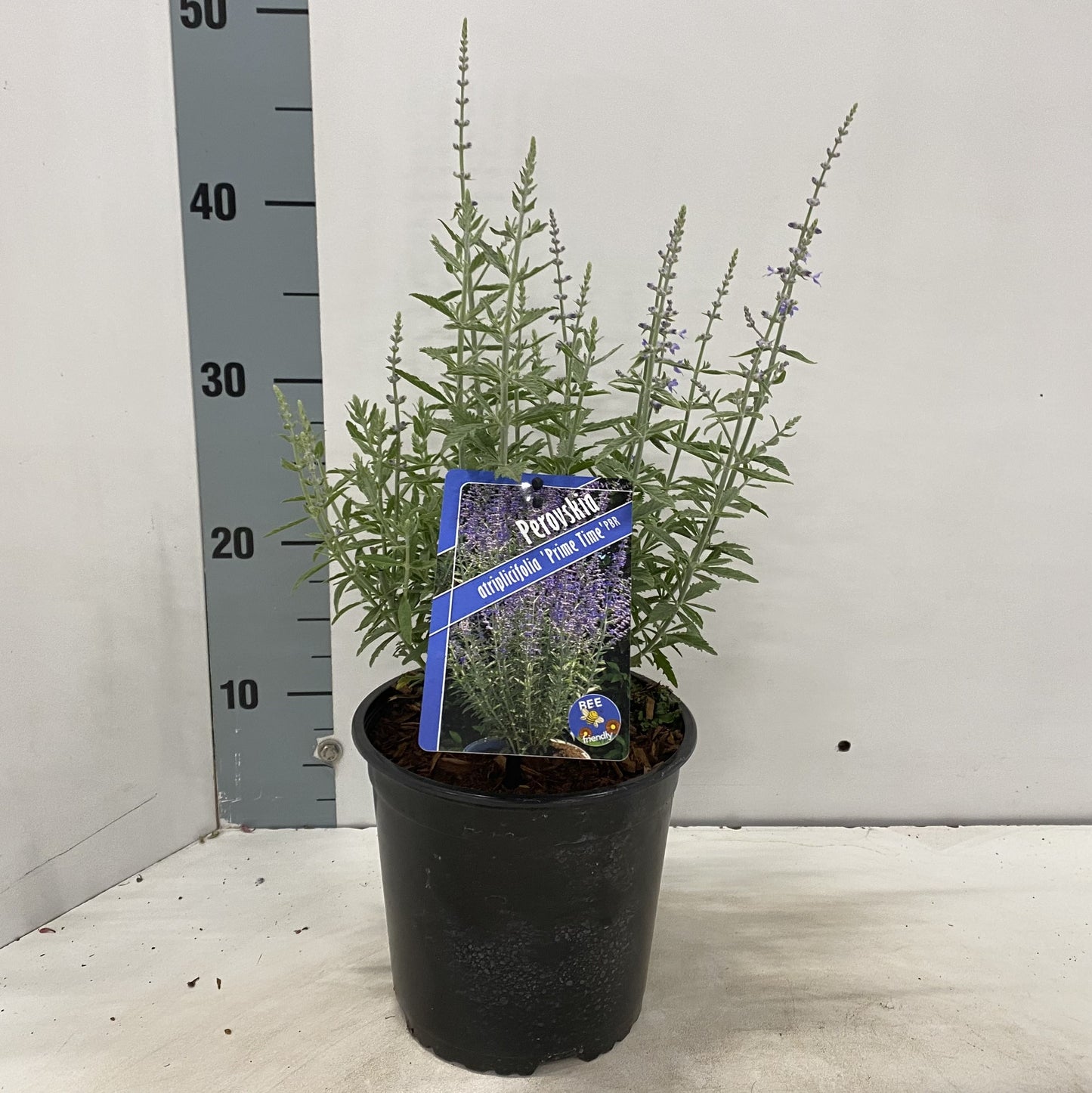 Perovskia Prime Time 30cm 17cm Pot