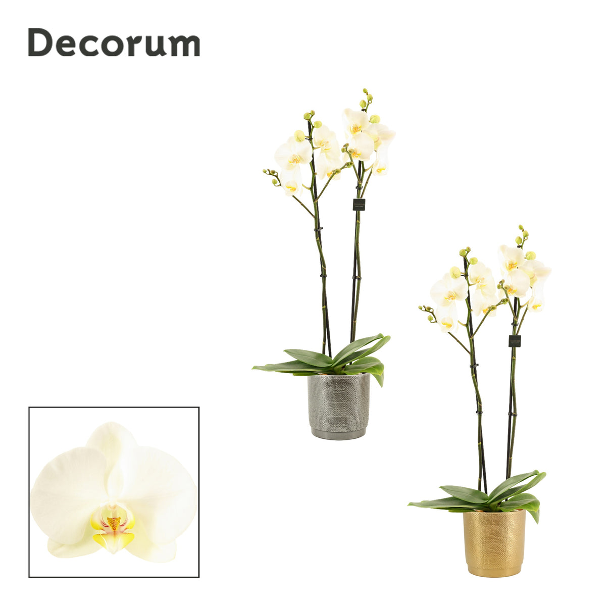 Phalaenopsis white 65cm 12cm Pot