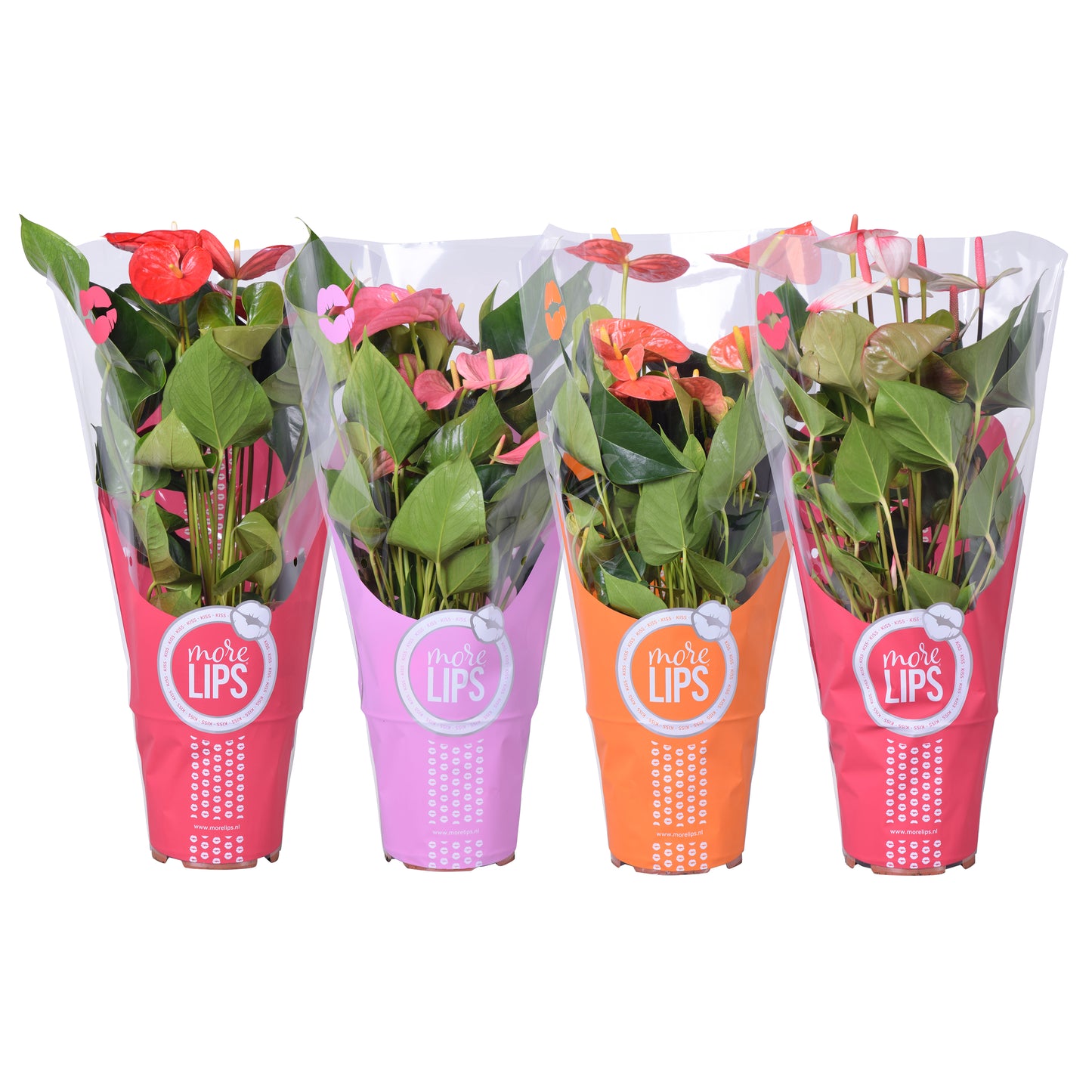 Anthurium mix 60cm 17cm Pot