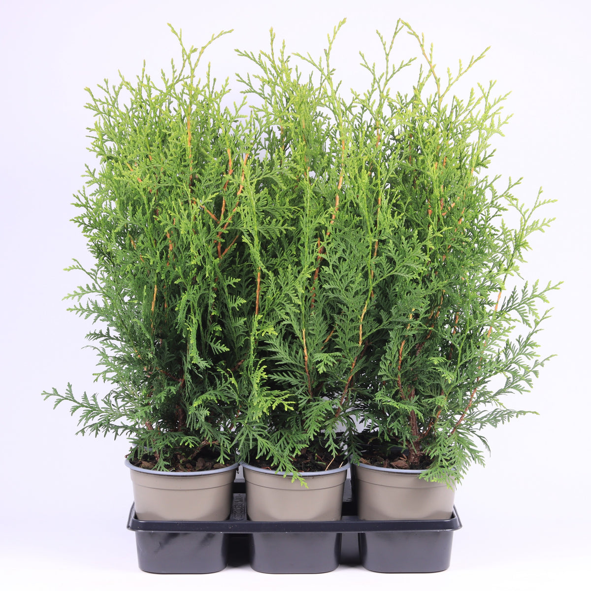 Thuja occidentalis Brabant 60cm 15cm Pot