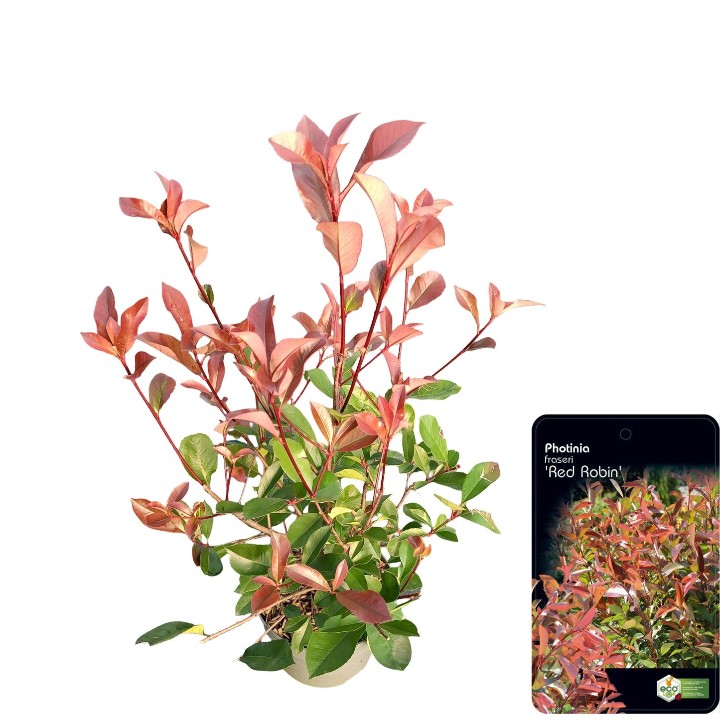 Photinia Red Robin 65cm 23cm Pot