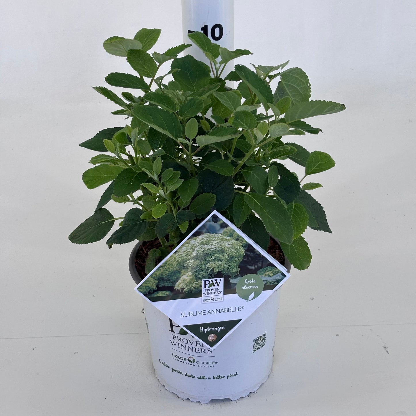 Hydrangea arb. 'Sublime Annabelle' 30cm 19cm Pot