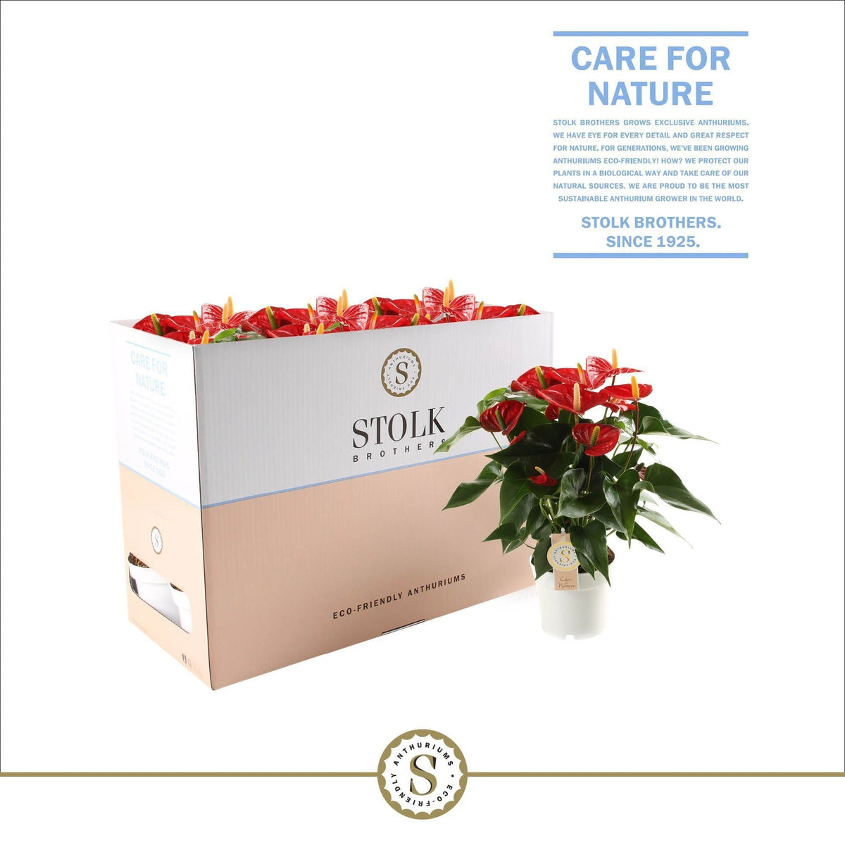 Anthurium Red Champion 50cm 14cm Pot