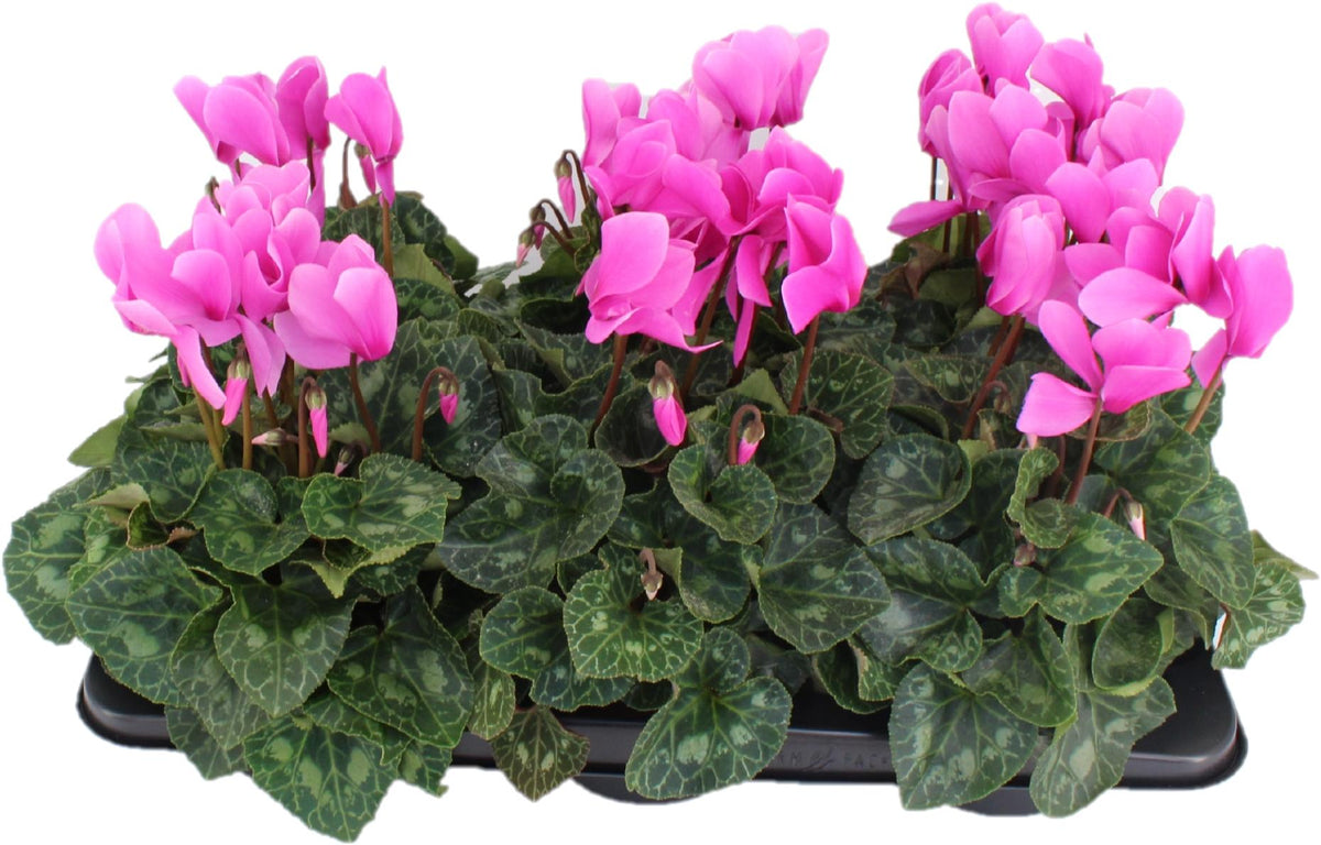 Cyclamen Halios 27cm 13cm Pot
