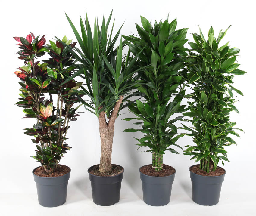 Foliage houseplants mix 140cm 31cm Pot