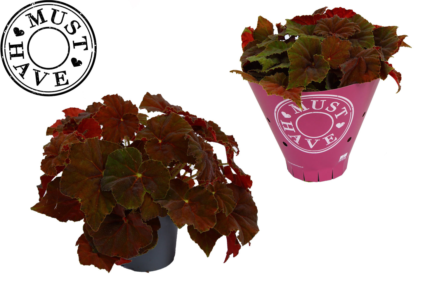 Begonia Beleaf Amber Love 25cm 13cm Pot