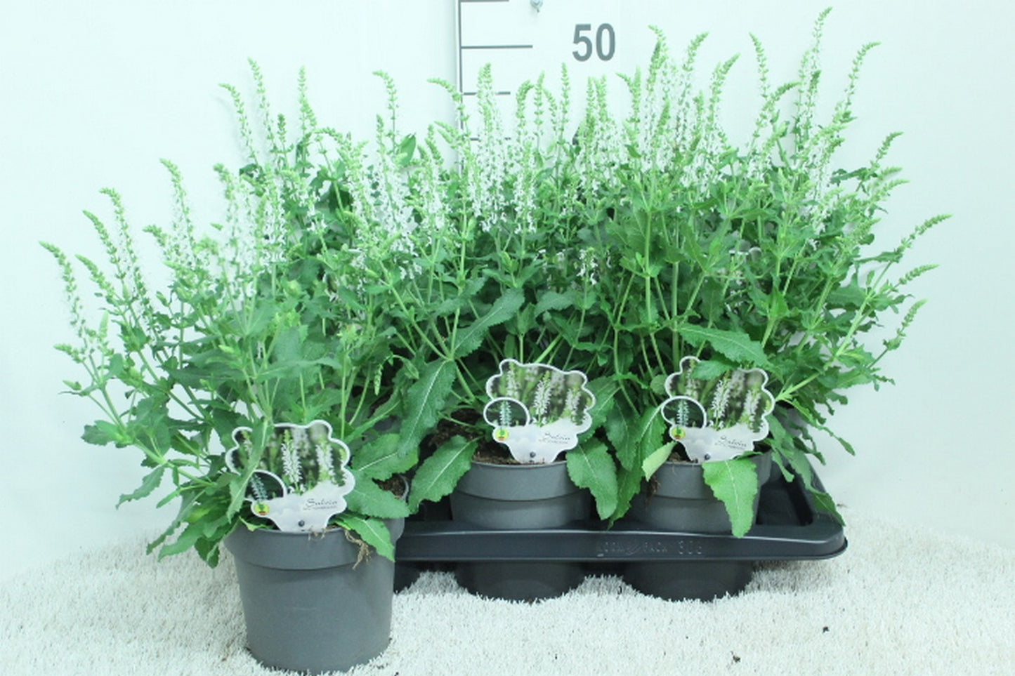 Salvia nem. Schneehuegel 50cm 17cm Pot