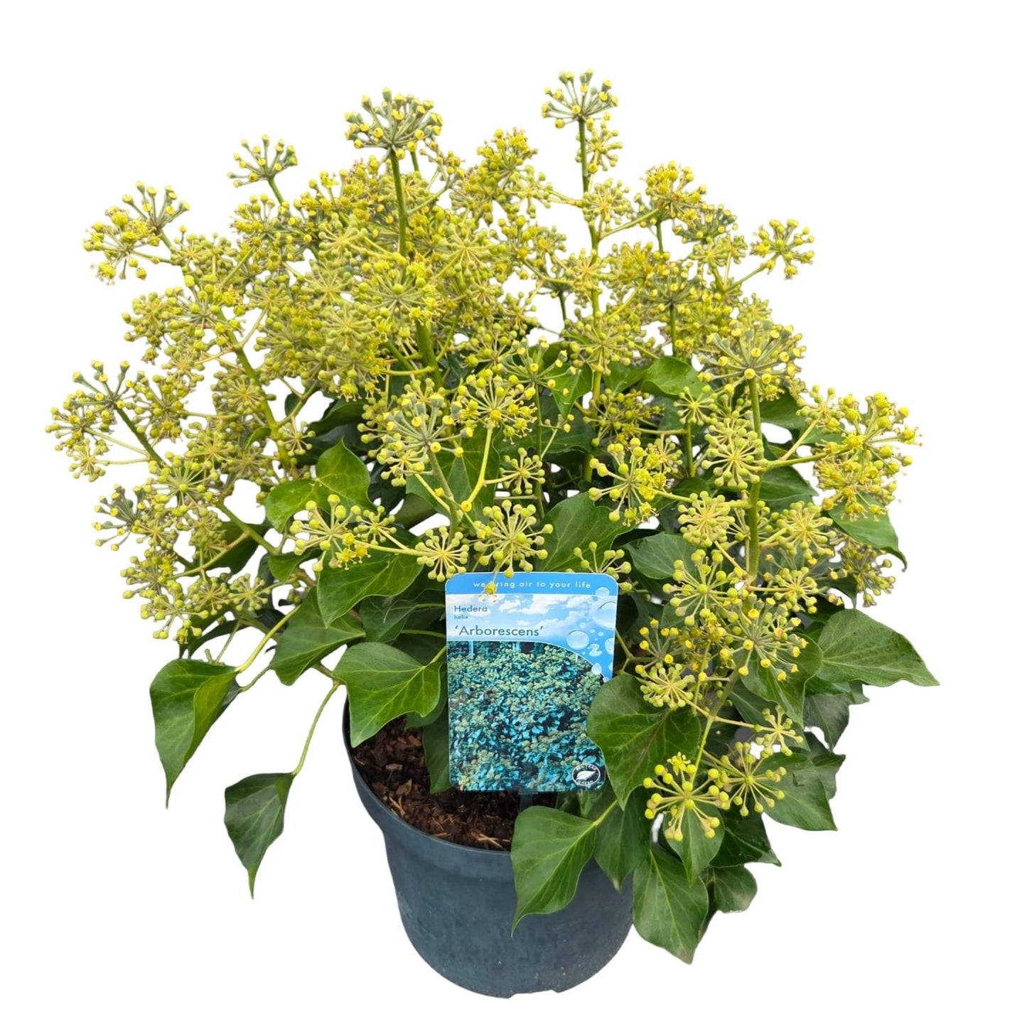 Hedera helix Arborescens 26cm Pot