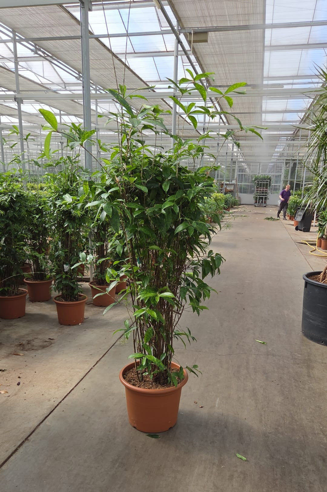 Dracaena surculosa 180cm 45cm Pot