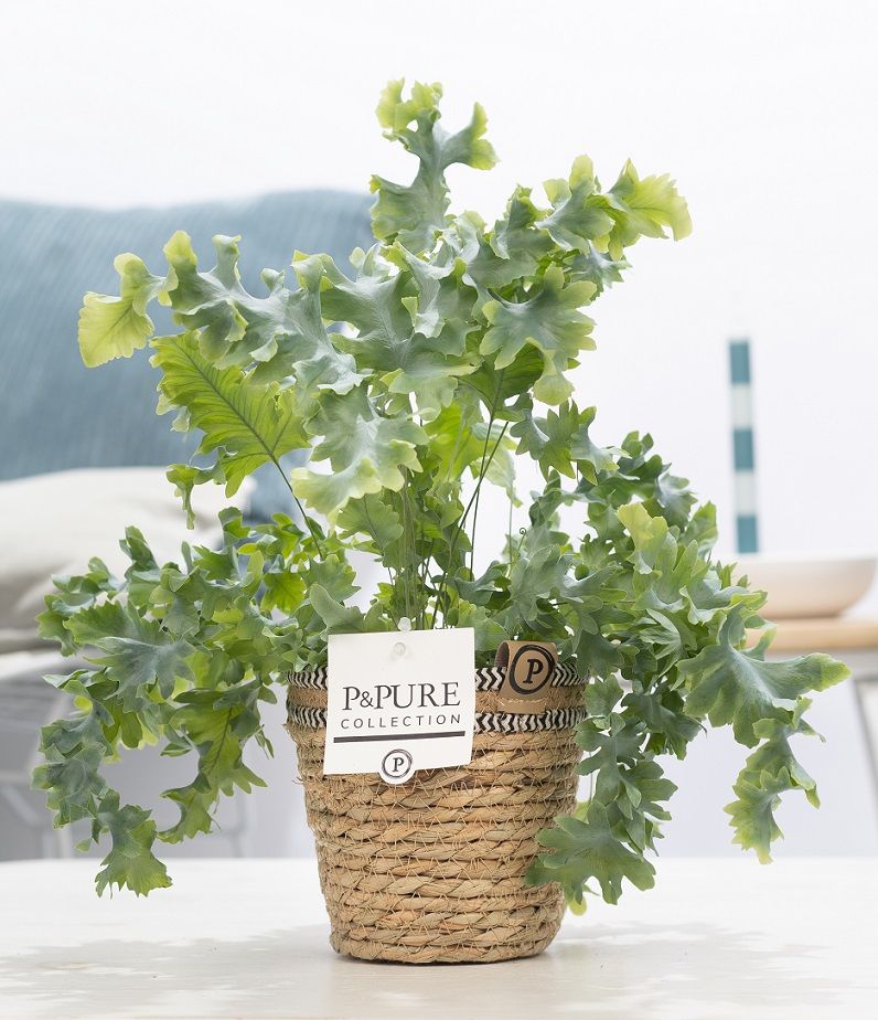 Phlebodium Davana 35cm 12cm Pot