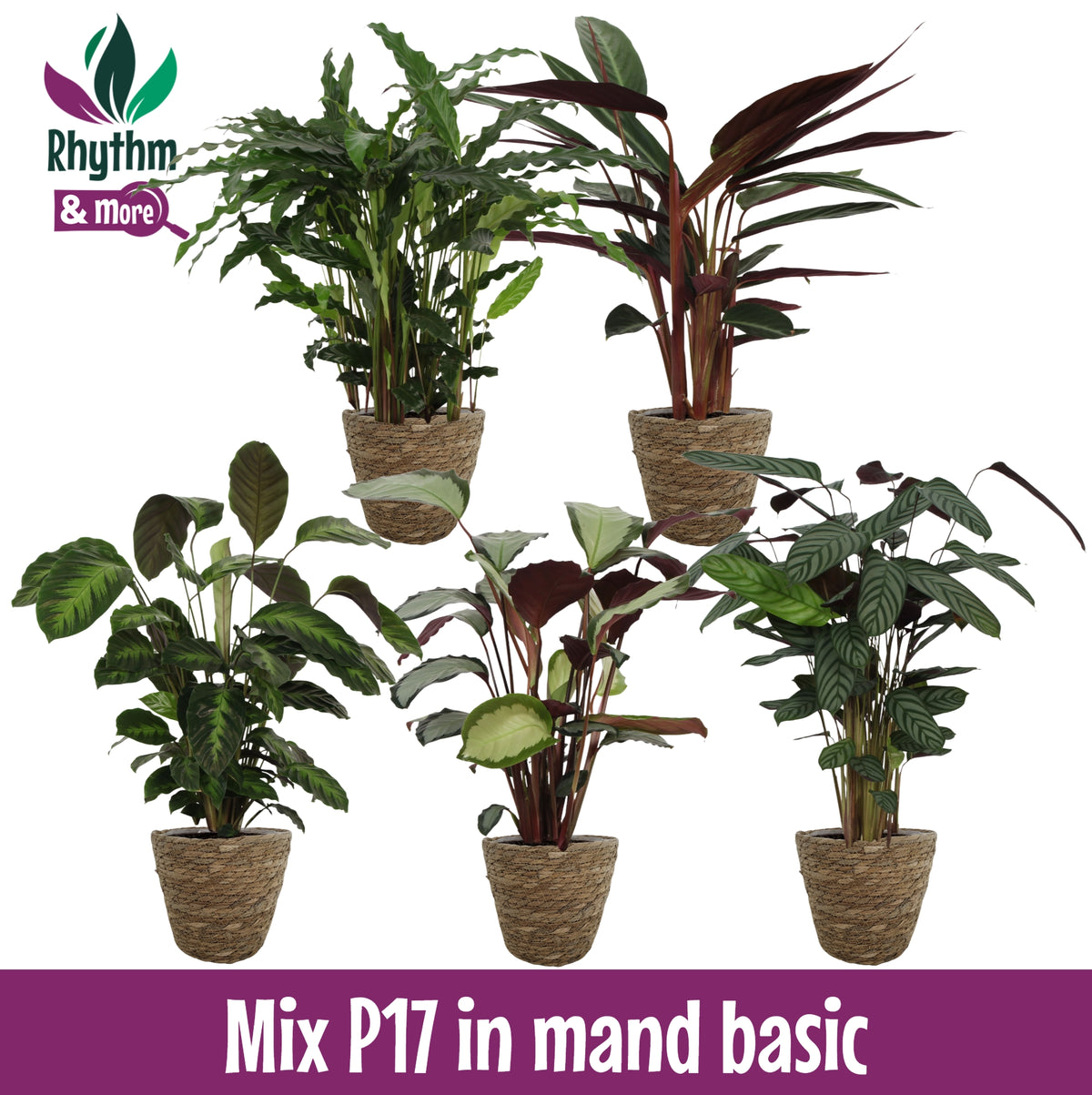 Calathea in willow baskets 60cm 17cm Pot