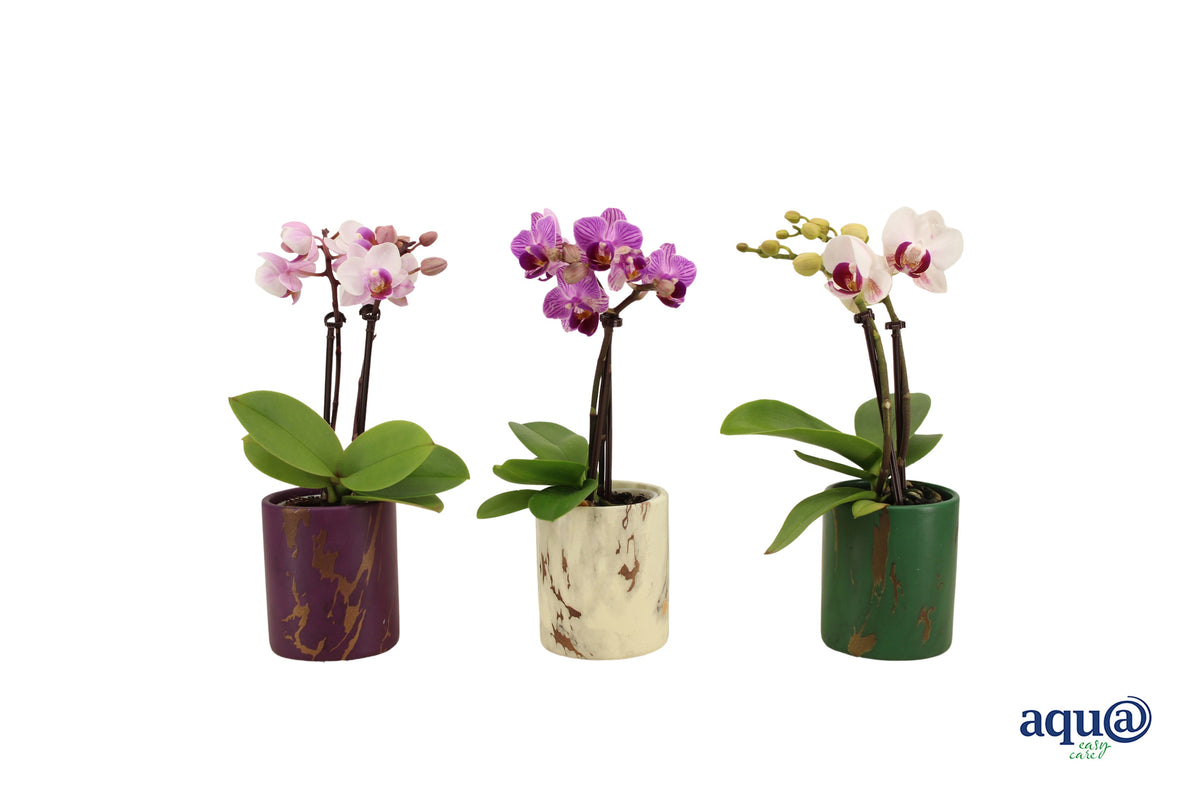 Phalaenopsis hybrid 17cm 6cm Pot