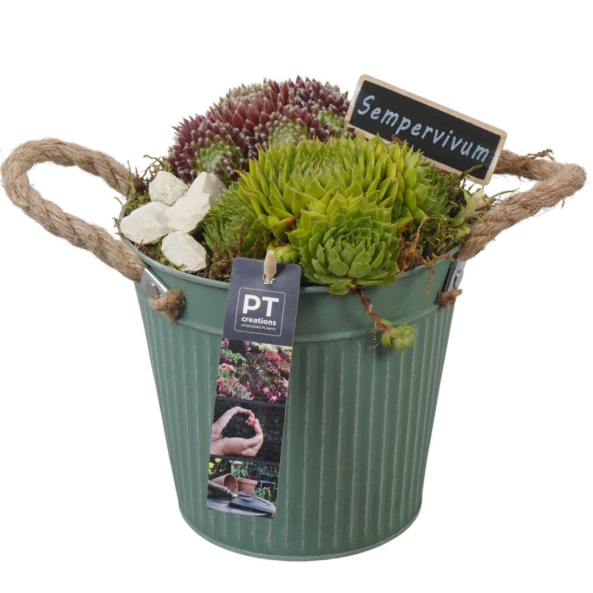 arr. Sempervivum 22cm 16cm Pot