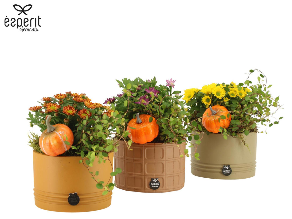 Outdoor arrangement 20cm 14cm Pot
