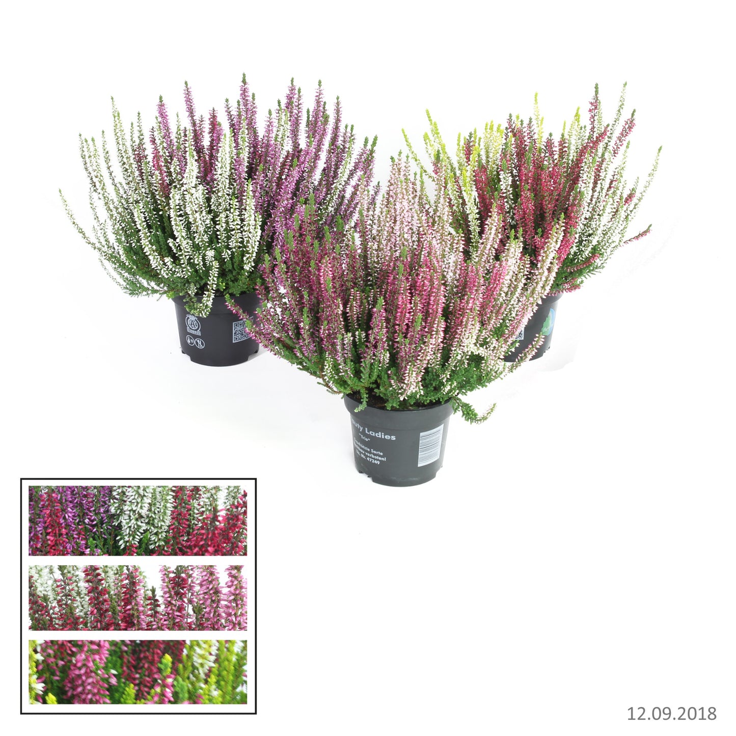 Calluna Beauty Ladies trio 20cm 12cm Pot