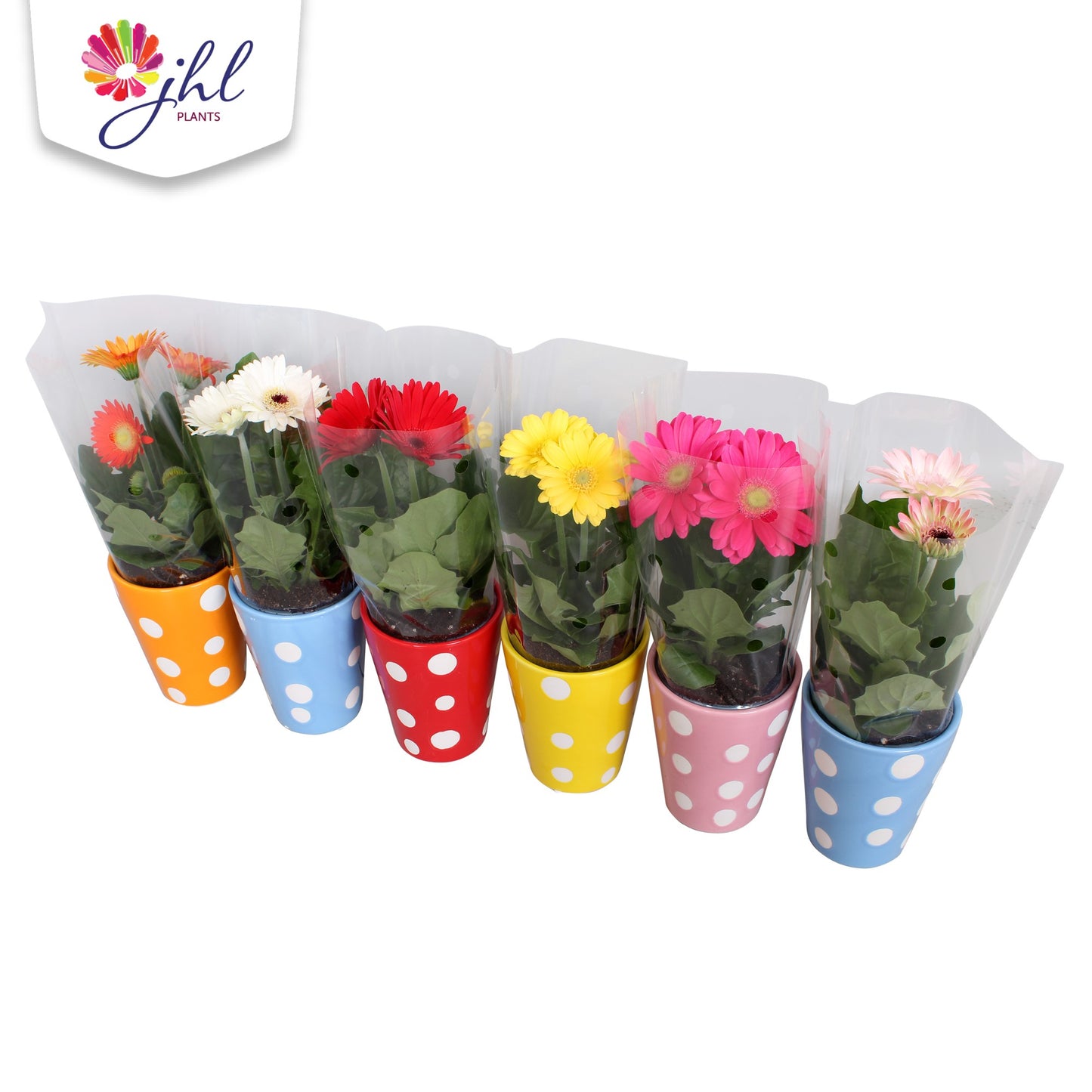 Gerbera Colourgame mix 25cm 10cm Pot