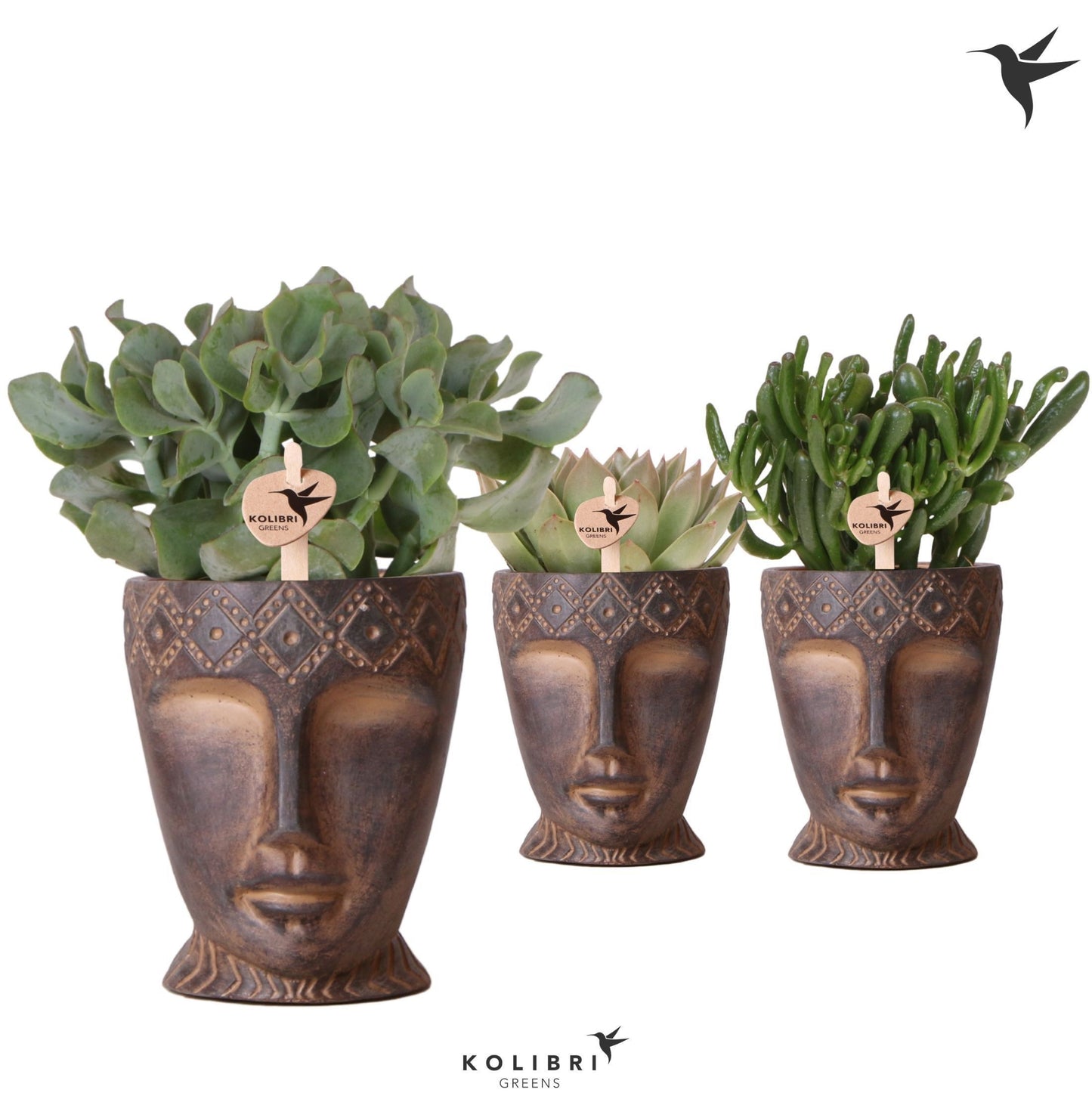 Succulenten mix (+ drp.Totem Mask) 33cm 12cm Pot