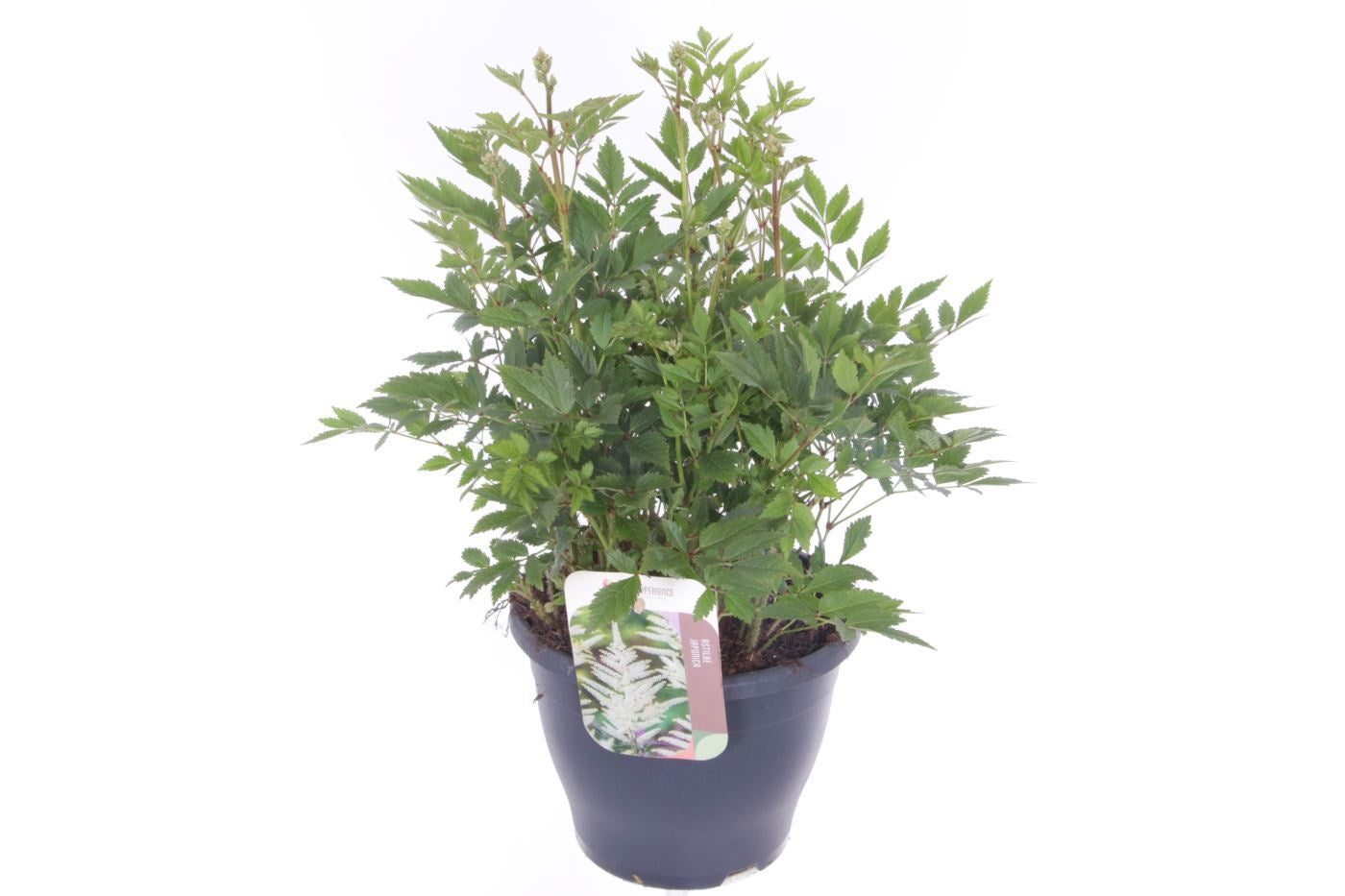 Astilbe jap. Deutschland 55cm 23cm Pot