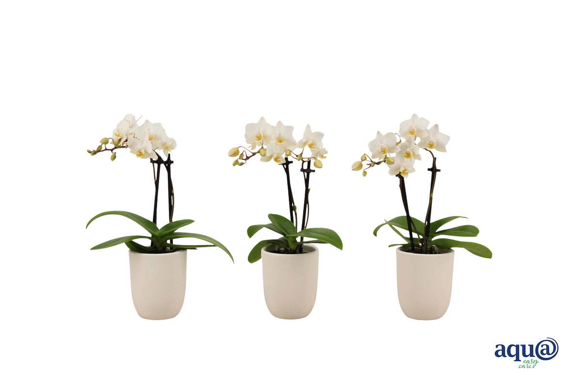 Phalaenopsis hybrid 17cm 6cm Pot