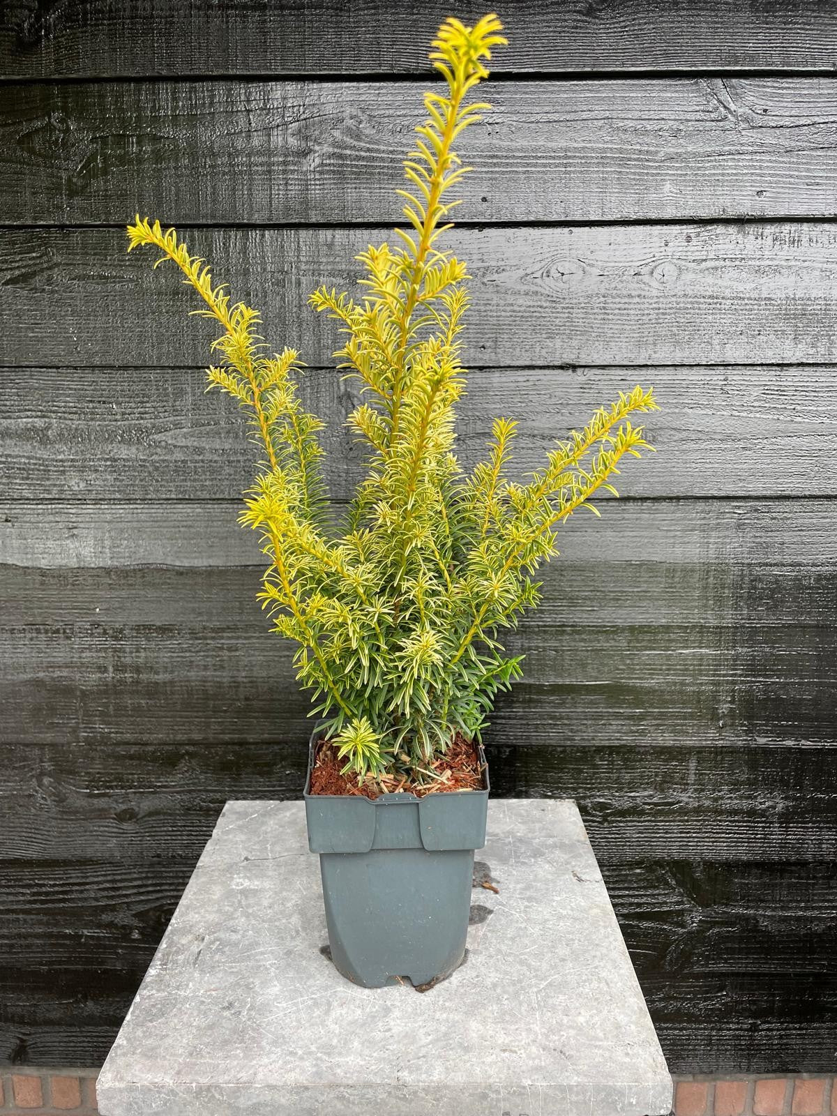 Taxus baccata 60cm 17cm Pot