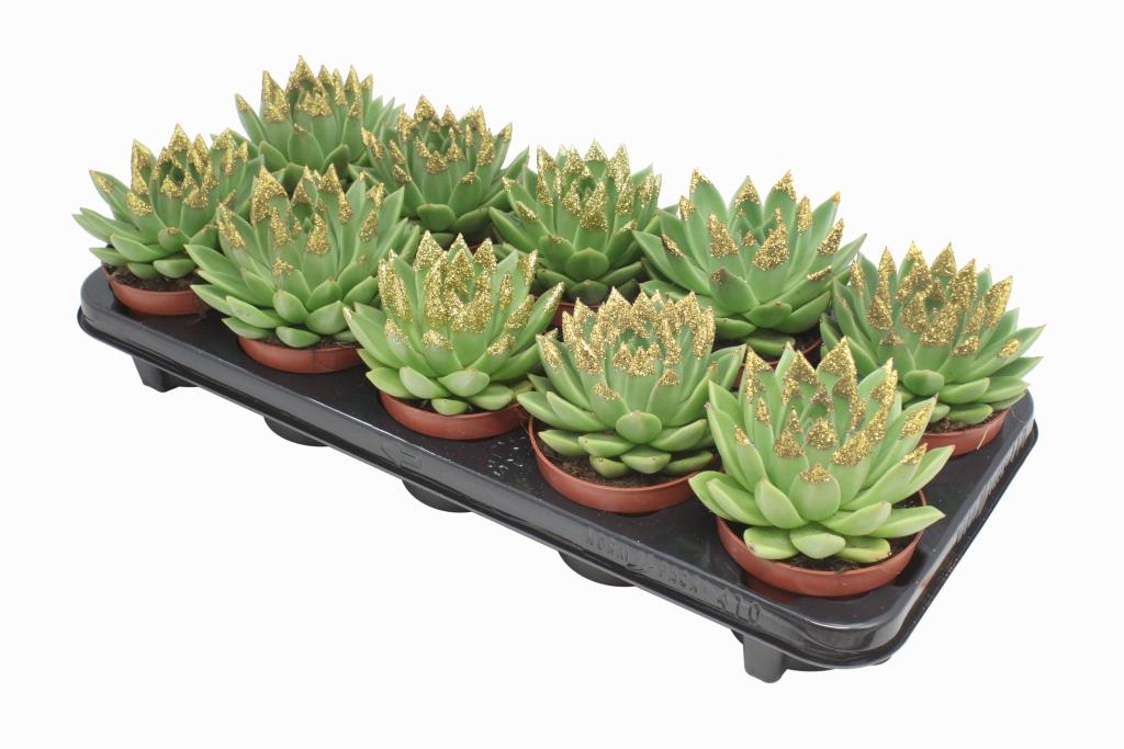 Miranda + gold Natureglit® points 13cm 10.5cm Pot
