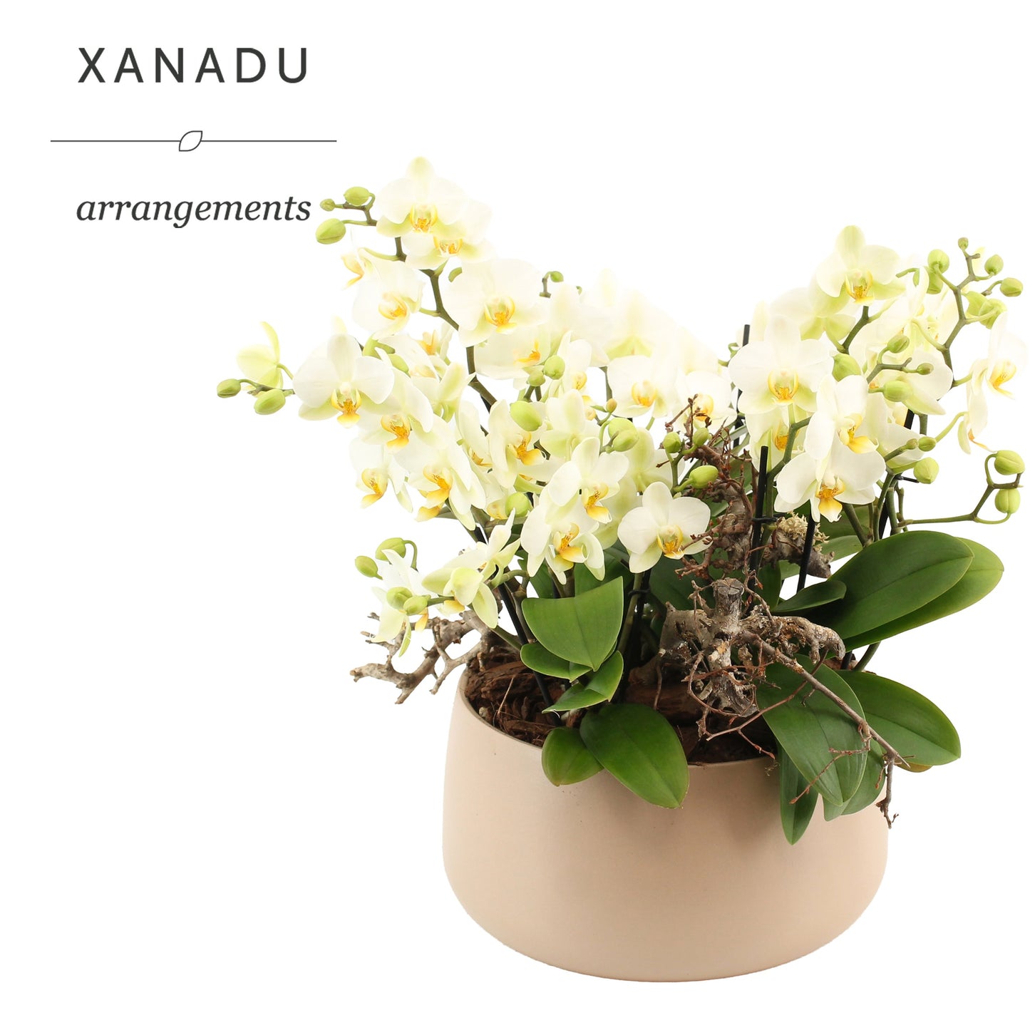 Xanadu Jakarta 30cm 24cm Pot