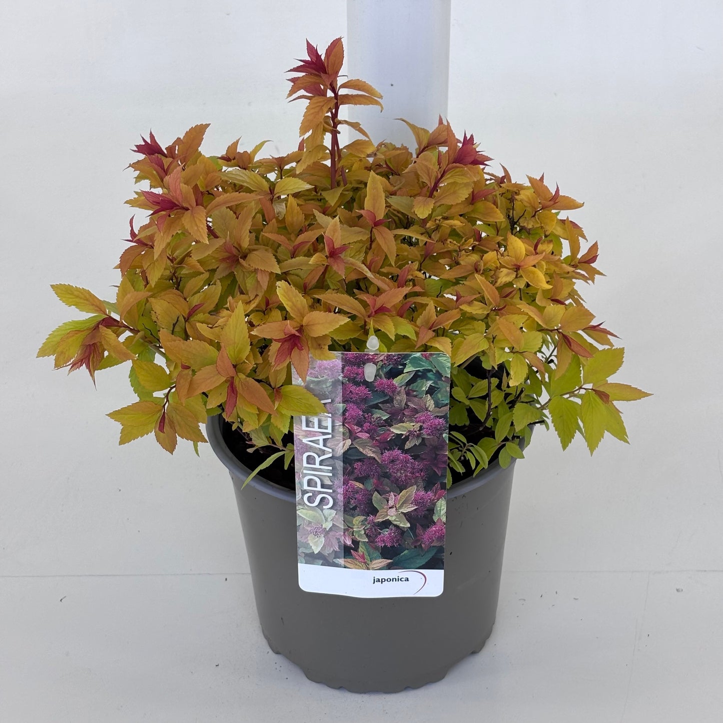 Spiraea japonica Goldflame 20cm 19cm Pot