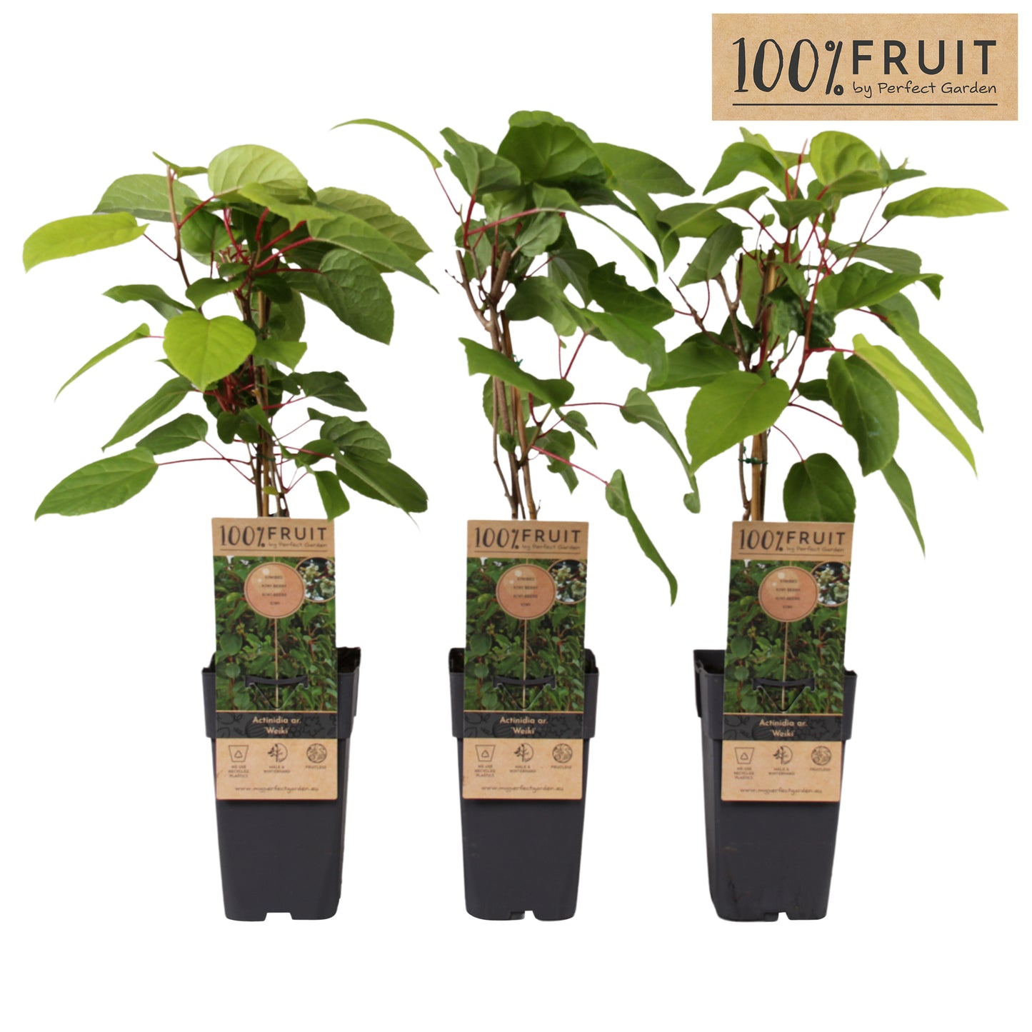 Actinidia arguta 65cm 15cm Pot